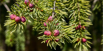 Алматы облысында мектептерге 42 мың түп шырша көшеті табысталды