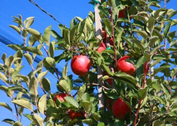 Ұйғыр ауданында жеміс-жидек бақтарының 98%-ы үсіп кеткен