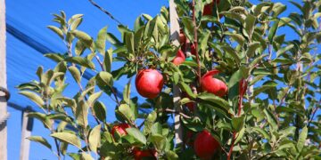 Ұйғыр ауданында жеміс-жидек бақтарының 98%-ы үсіп кеткен