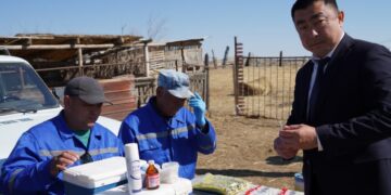 Алматы облысында 5 млн бастан артық мал егілді