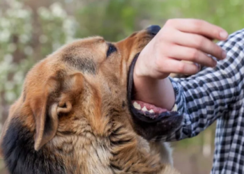 Алматы облысында жыл басынан бері 711 баланы бұралқы ит қапты