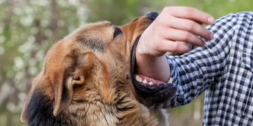 Алматы облысында жыл басынан бері 711 баланы бұралқы ит қапты