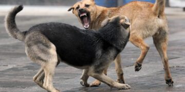 Алматы облысында жыл басынан бері 1 314 адамды ит қапқан