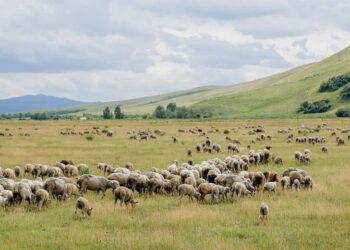 Елімізде жайылым жерлерді пайдалану ережелері өзгермек