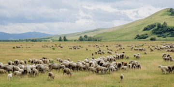 Елімізде жайылым жерлерді пайдалану ережелері өзгермек
