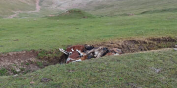 Мал өлекселерін ауыл сыртына тастай салған