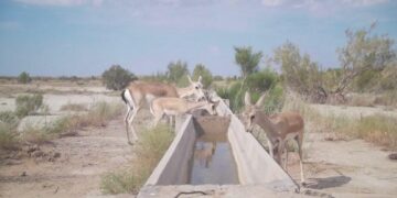 Іле-Балқаш резерватында қарақұйрықтар фототұзаққа түсіп қалды