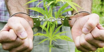 Алматы облысында тұрғыннан 5 тонна есірткілік өсімдік тәркіленді