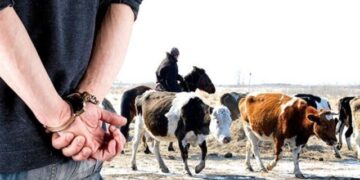 Алматы облысында мал ұрлығына күдіктілер ұсталды