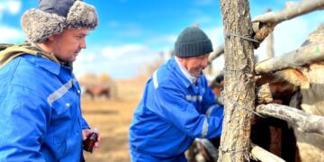 Балқаш ауданында Сібір жарасына қарсы егу науқаны жалғасуда