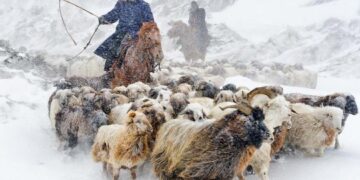 Жоғалған шопандар табылды