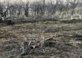 Қонаевта заңсыз ағаш кескендерге айыппұл салынды