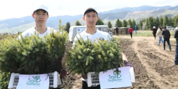 10 тысяч деревьев высадили в Жалагашском лесничестве в рамках акции “Таза Қазақстан”