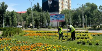 Жасыл қала: Қонаевта 70 мың гүл егілді