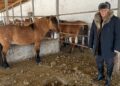 Жылқы институтын құру – дұрыс шешім