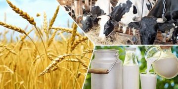 Ауыл шаруашылығы өнімдерін өндірушілерді ҚҚС-тан босату ұсынылды