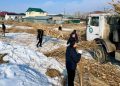 «Таза Қазақстан»: Қонаевта 7,6 гектар қамыс шабылды