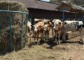 Алматы облысында МТФ бір жылда сүт өндіру көлемін арттырды