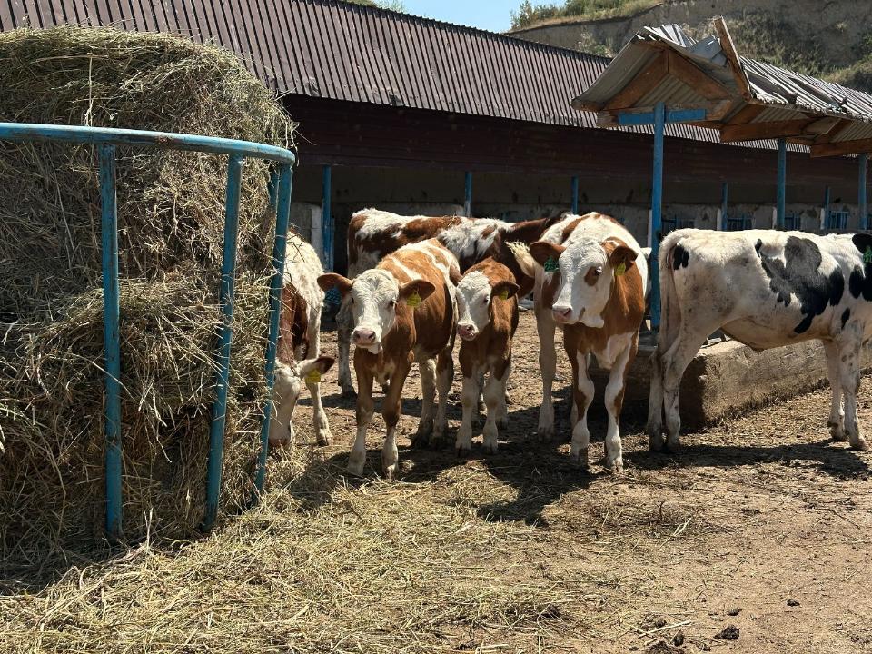 Алматы облысында МТФ бір жылда сүт өндіру көлемін арттырды