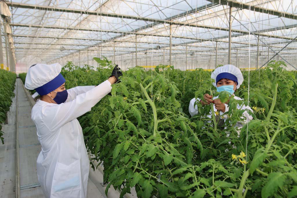 Жылыжай – бизнес көзі