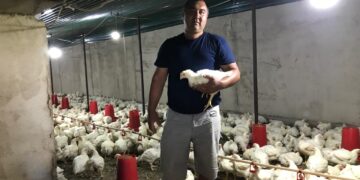 Тауық өсіру – табысты кәсіп