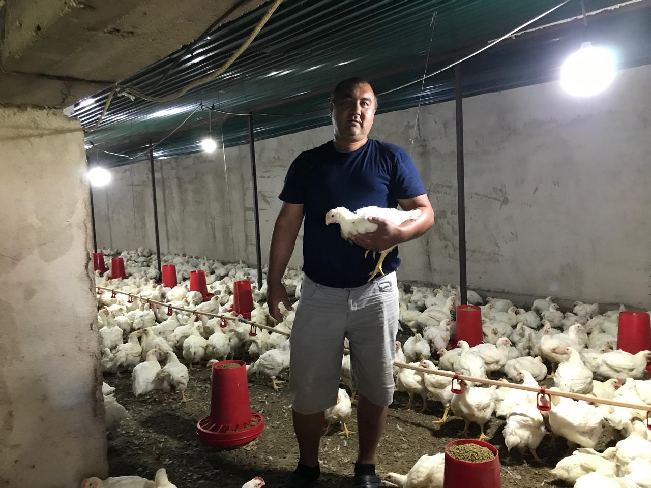 Тауық өсіру – табысты кәсіп