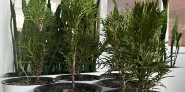 Алматы облысында ҚР Президентінің тапсырмасы аясында 76 мыңнан астам ағаш отырғызылды