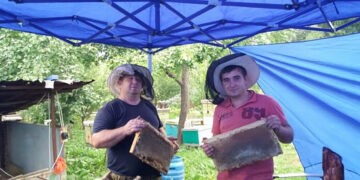 Аққайнарлық омарташы