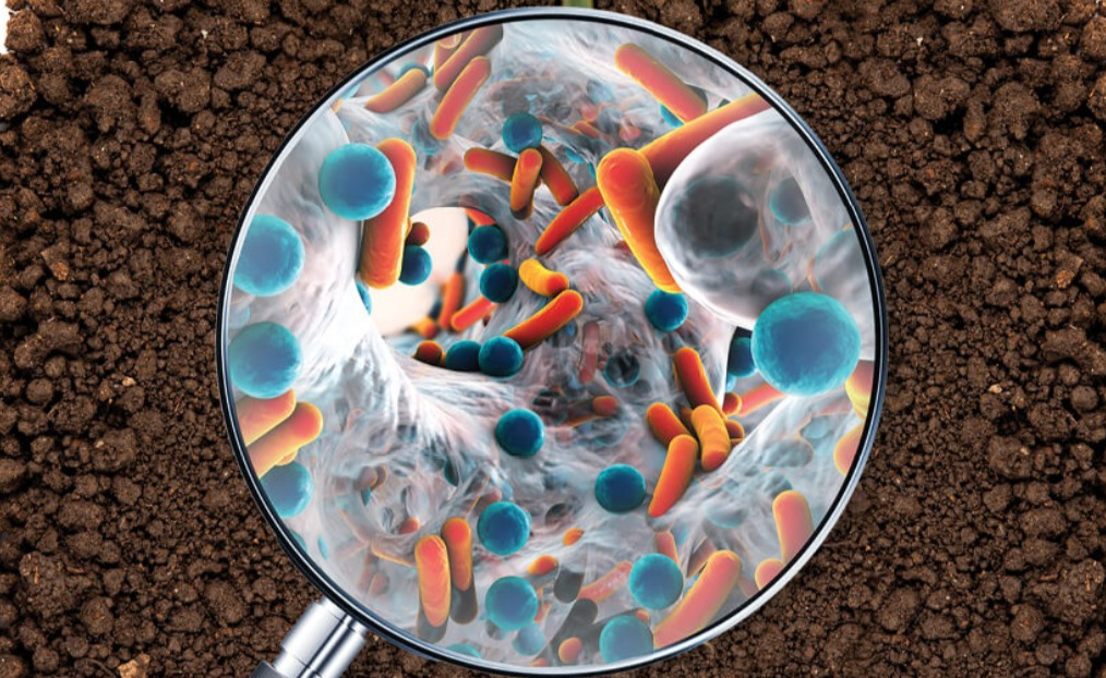 Пайдалы  бактериялар