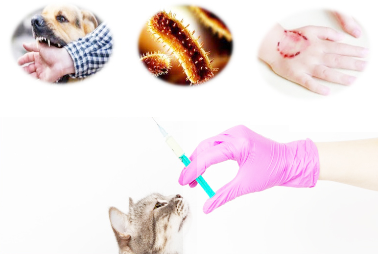 «Құтырма ауруынан сақтанайық!»