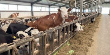 Қонаевта тауарлы сүт фермасы салынады