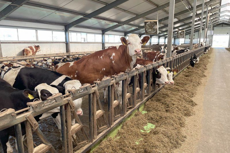 Қонаевта тауарлы сүт фермасы салынады