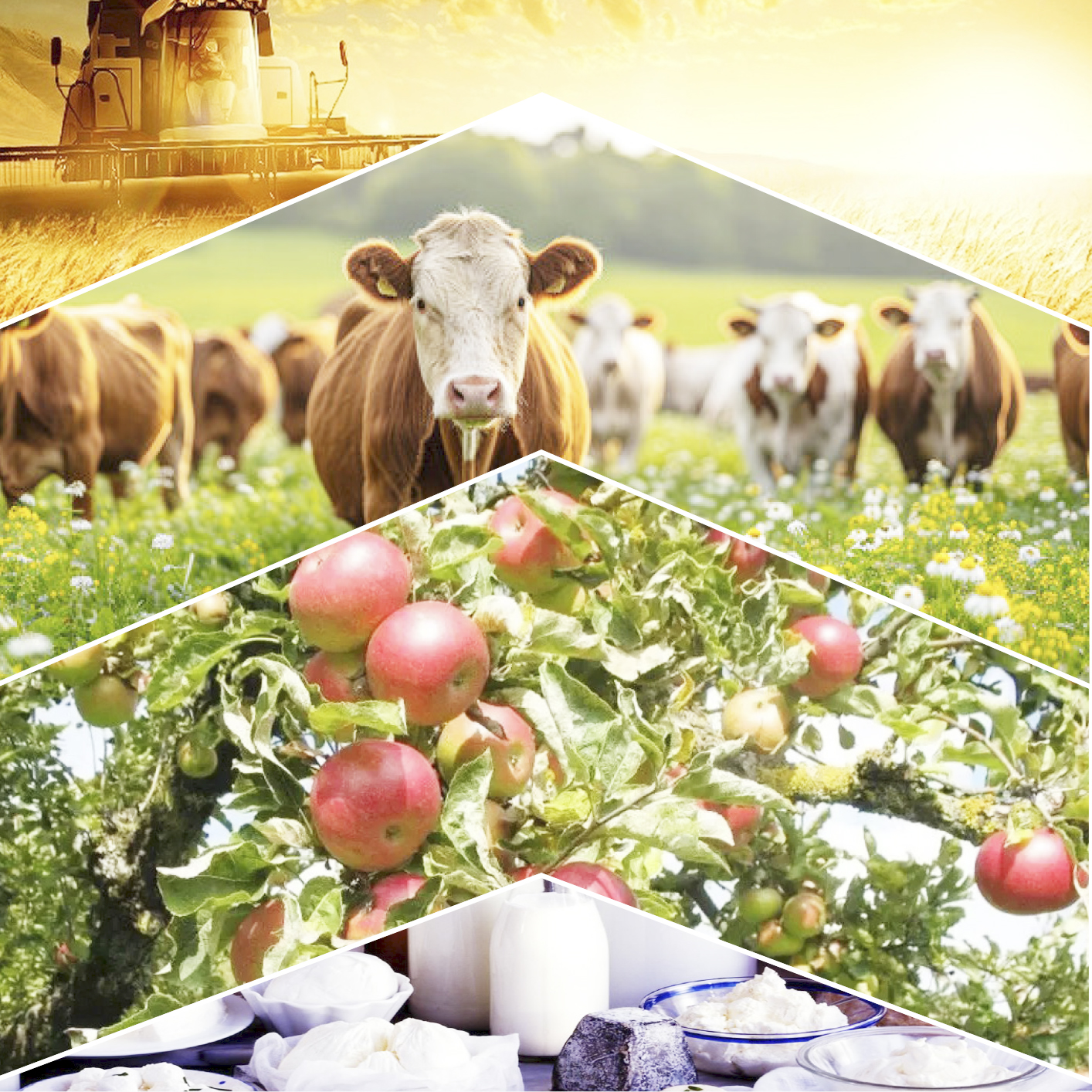 Алматы облысы алдыңғы қатарда